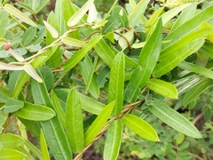 Hemidesmus indicus