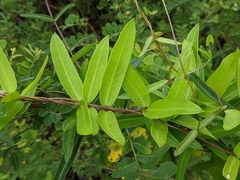 Hemidesmus indicus