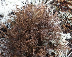 Cetraria ericetorum