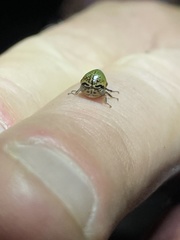 Stictopelta marmorata