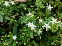 Glinus oppositifolius