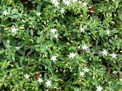 Glinus oppositifolius