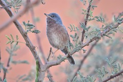 Curruca deserticola