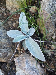 Hermas intermedia