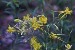 Aquilegia longissima