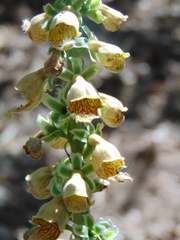 Digitalis ferruginea