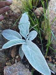 Hermas intermedia