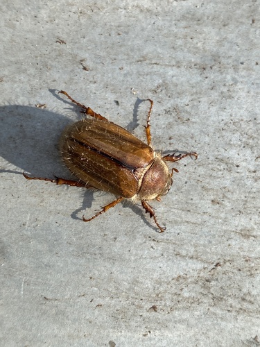 Summer Chafer, Plein 1992, Maastricht, Limburg, NL, photo 8 of 10