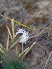 Dianthus volgicus