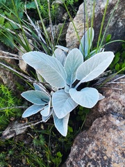 Hermas intermedia