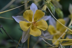 Aquilegia longissima