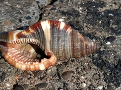 Monoplex pilearis