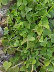 Oxalis compressa