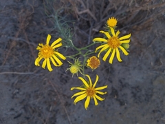 Senecio flaccidus