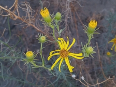 Senecio flaccidus