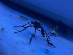 Pseudorus