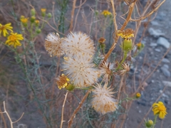 Senecio flaccidus