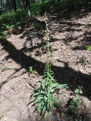 Digitalis ferruginea