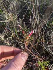 Oxalis multicaulis-recticaulis-versicolor