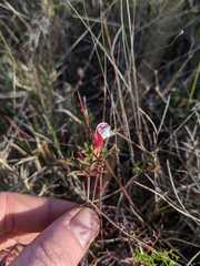 Oxalis multicaulis-recticaulis-versicolor