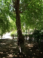 Morus alba