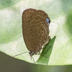 Arhopala major