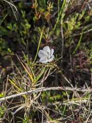 Oxalis multicaulis-recticaulis-versicolor