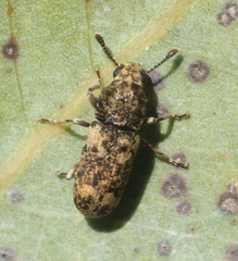 Basitropis