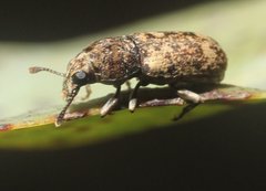 Basitropis