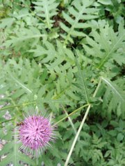 Cirsium alsophilum