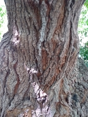 Morus alba