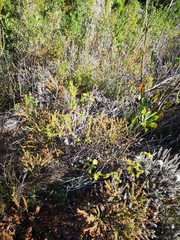 Cullumia setosa