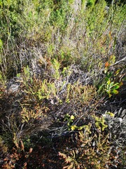 Cullumia setosa
