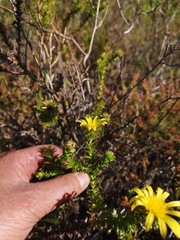 Cullumia setosa