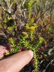 Cullumia setosa