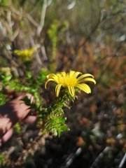 Cullumia setosa