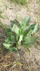 Eryngium planum