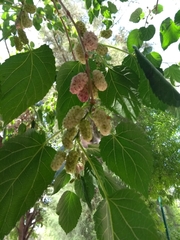 Morus alba