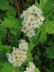 Crataegus dahurica