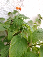 Steropleurus pseudolus