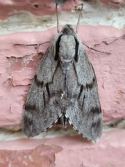 Sphinx maurorum