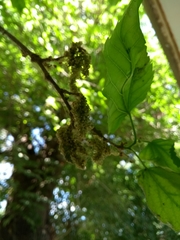 Morus alba