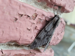Sphinx maurorum