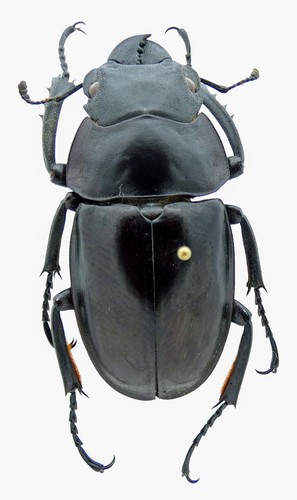 Subspecies Odontolabis latipennis fratella · iNaturalist