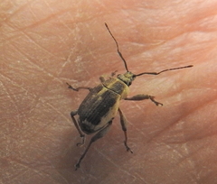 Sciobius
