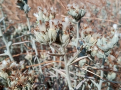 Tetradymia comosa