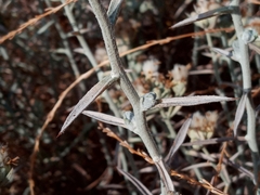 Tetradymia comosa
