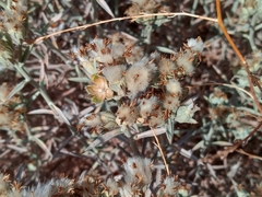 Tetradymia comosa