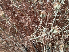 Tetradymia comosa