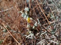 Tetradymia comosa